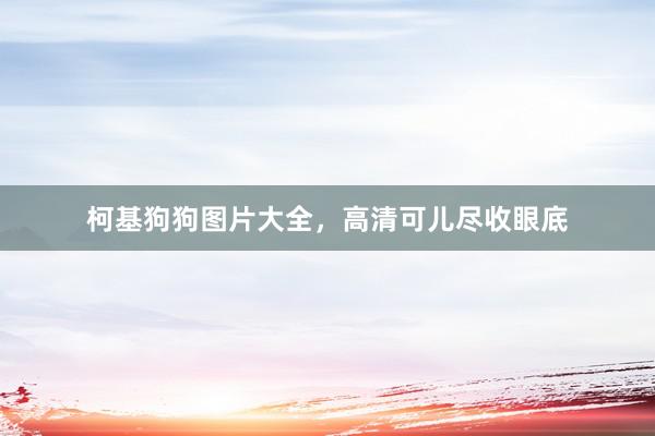 柯基狗狗图片大全,高清可儿尽收眼底